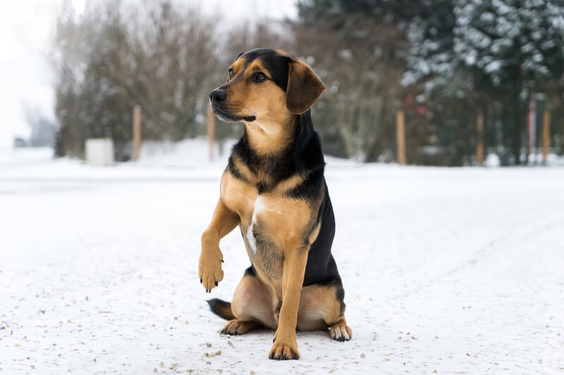 dog-with-cold-paw-winter