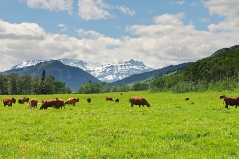 field-of-cows-alberta