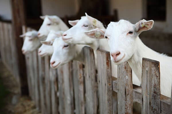 goats (1)