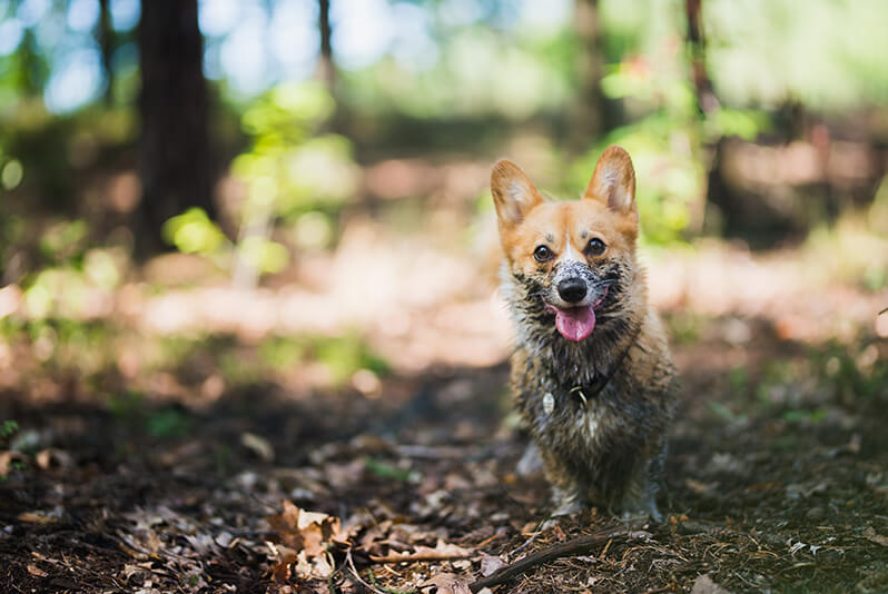 Why Do Dogs Eat Dirt? Breaking a Filthy Habit