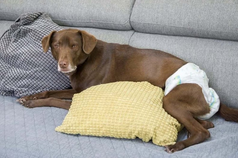 old-lab-wearing-diaper-on-couch