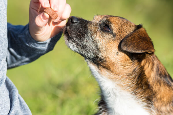 rewarding-senior-dog-with-treat