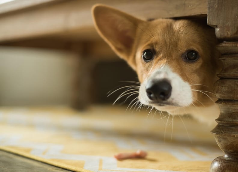 scared-dog