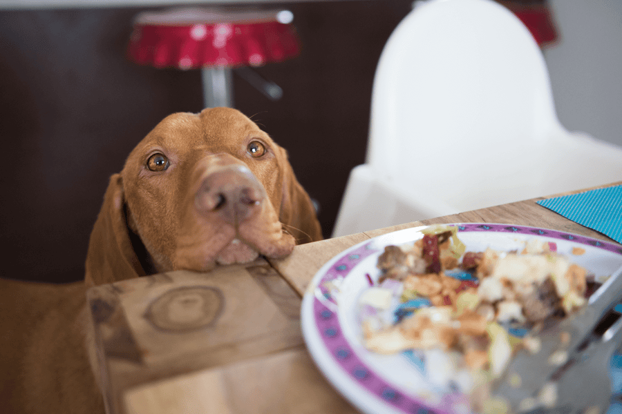 Dog begging for food-1