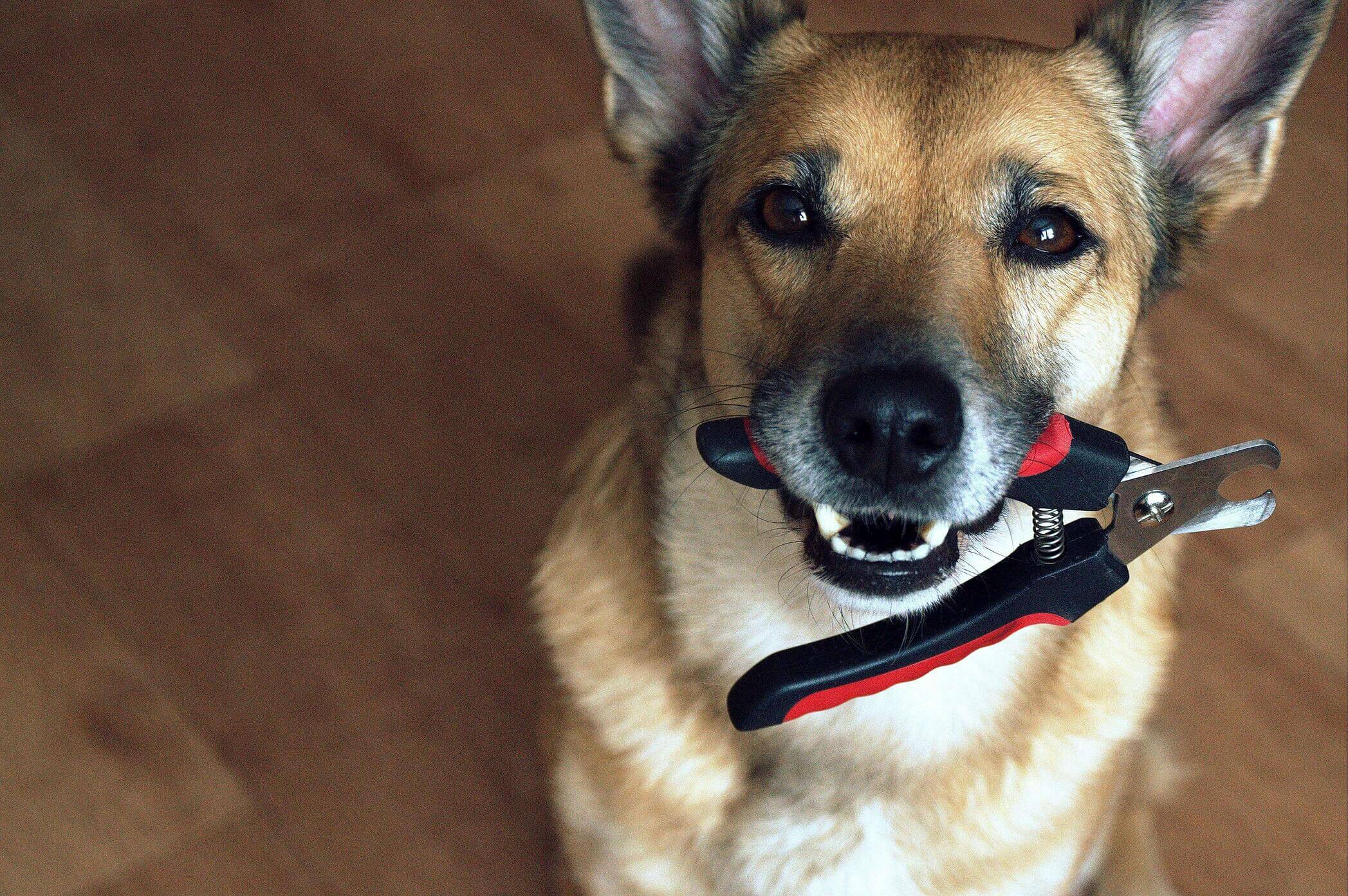 Dog holding nail clippers