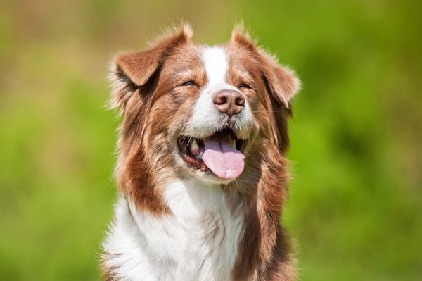dog-shiny-coat-smiling