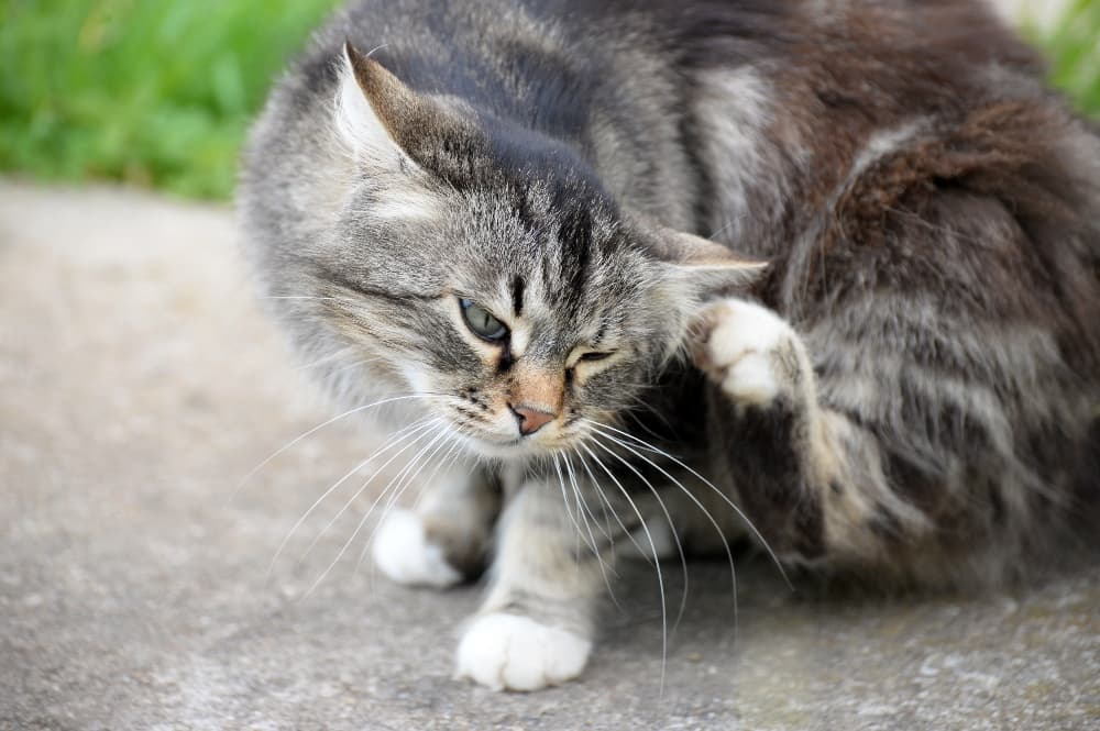 how to remove fleas from cats