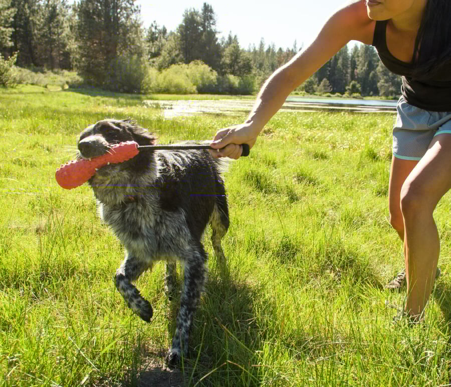 25 Best Outdoor Dog Toys for Summer