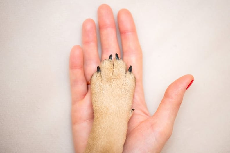 person-holding-dog-paw