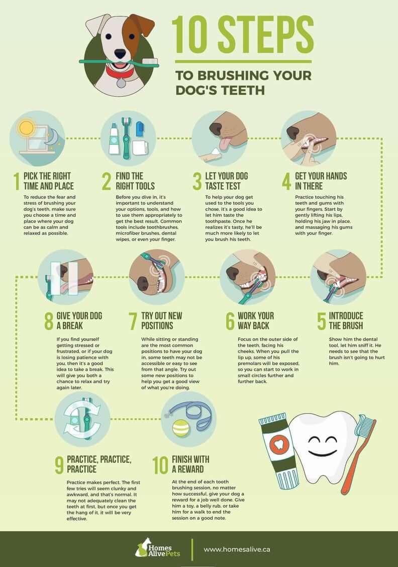 10 Steps to Brushing your dog s Teeth-page-0011
