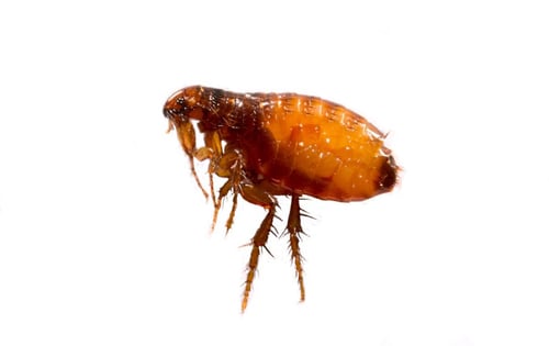 Adult-flea-closup