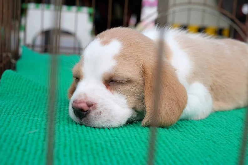 Baby-puppy-sleeping-in-crate
