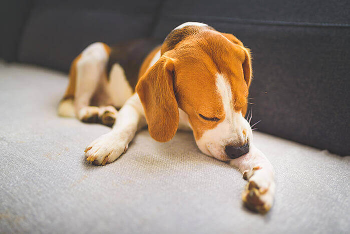 Beagle dog biting his itching skin on legs