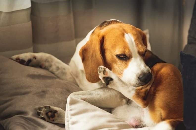 Beagle-chewing-on-itchy-leg