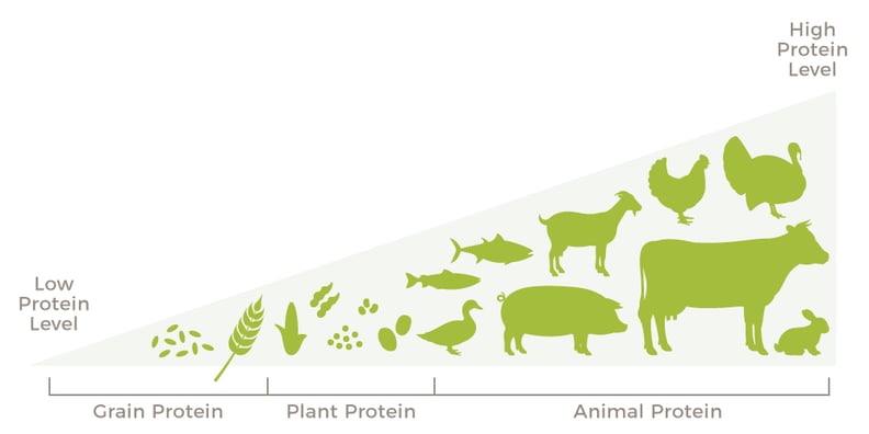 Biological-Value-1000x500