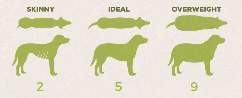 how much should you feed a dog