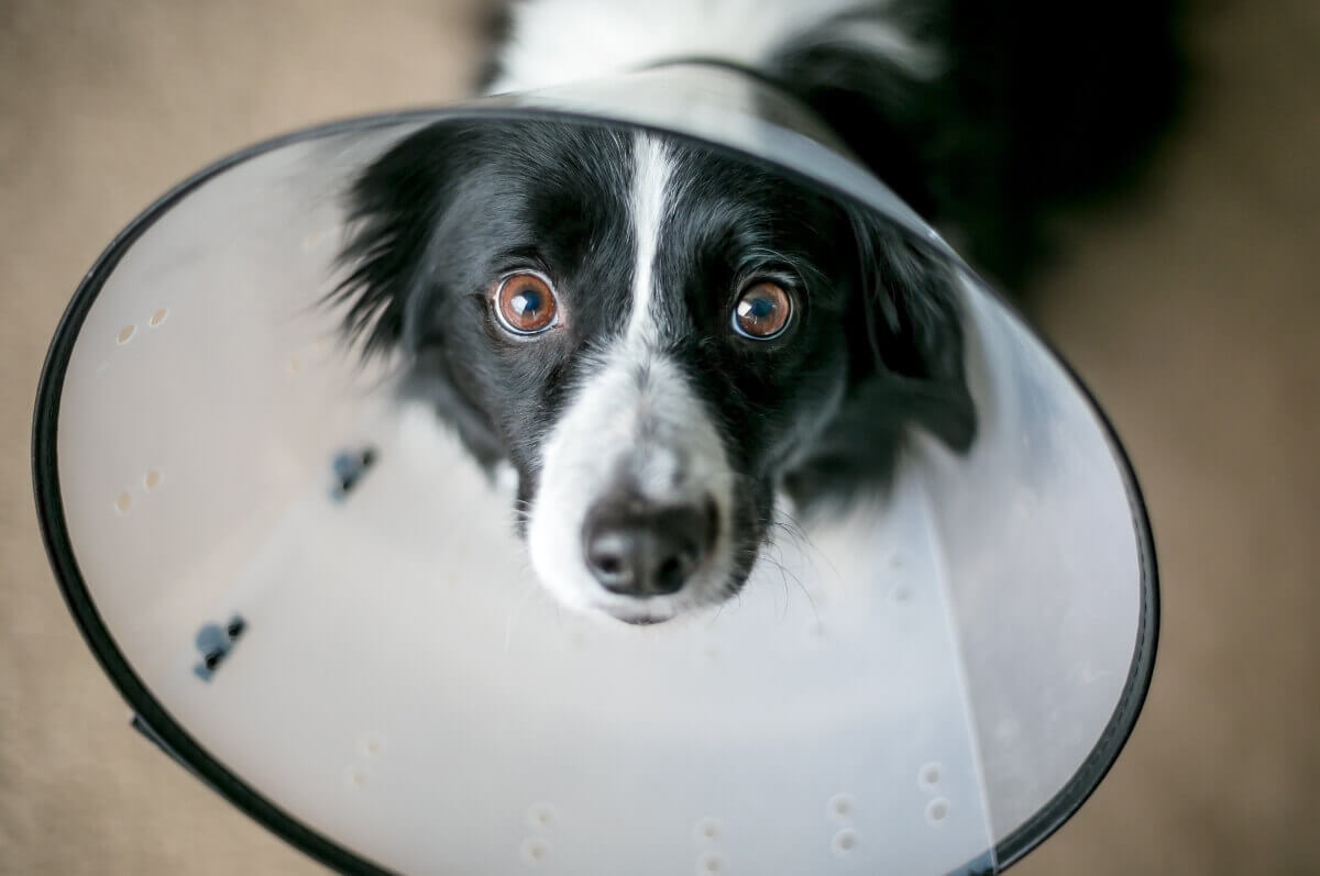 Border Collie Wearing Cone