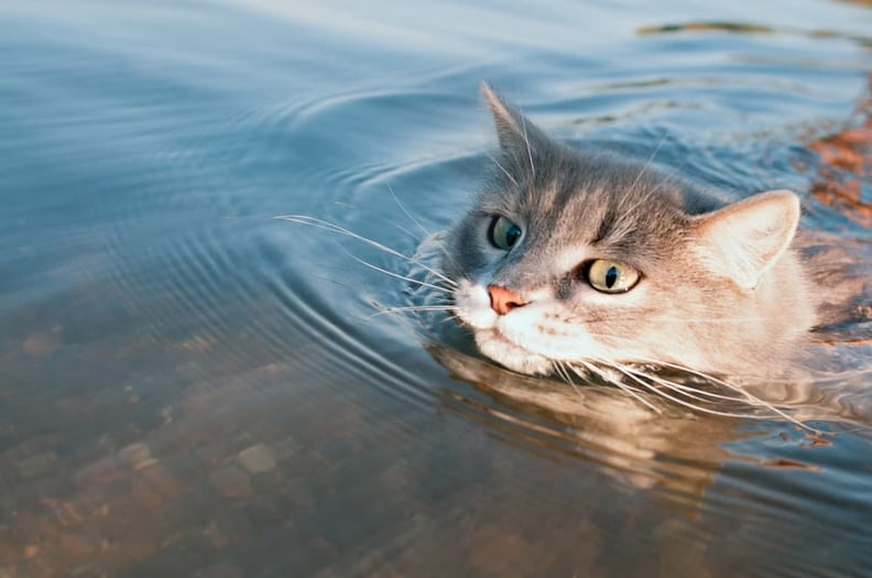 Cat-swimming-in-lake