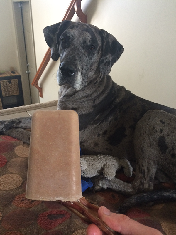 How to Make A Popsicle For Your Dog ✓ Animal Land - Pet Movers