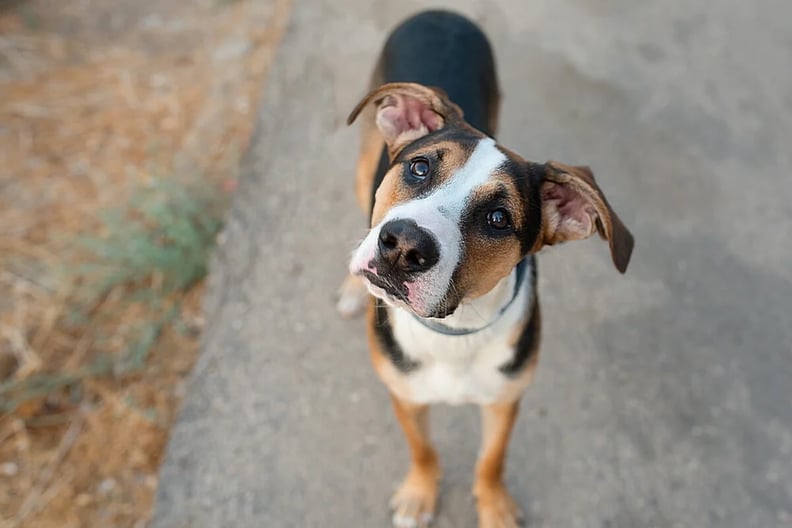 Confused-dog-head-tilt