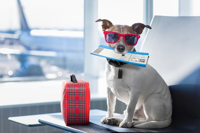 Cool-dog-at-the-airport