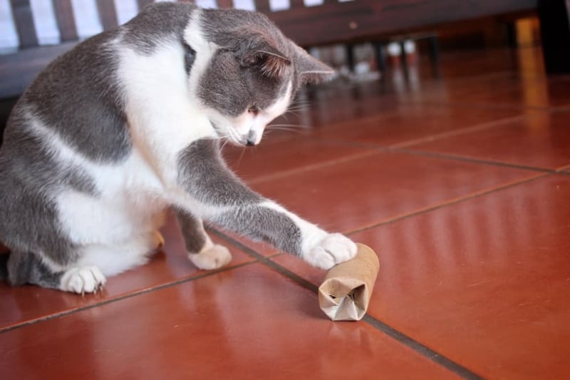 DIY-toilet-paper-roll-cat-puzzle