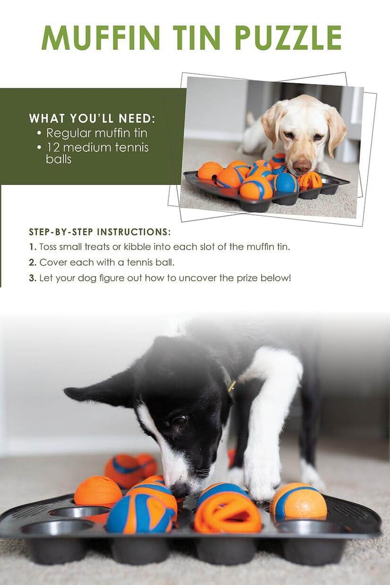 DIY Dog Boredom Buster, Interactive Dog Toy