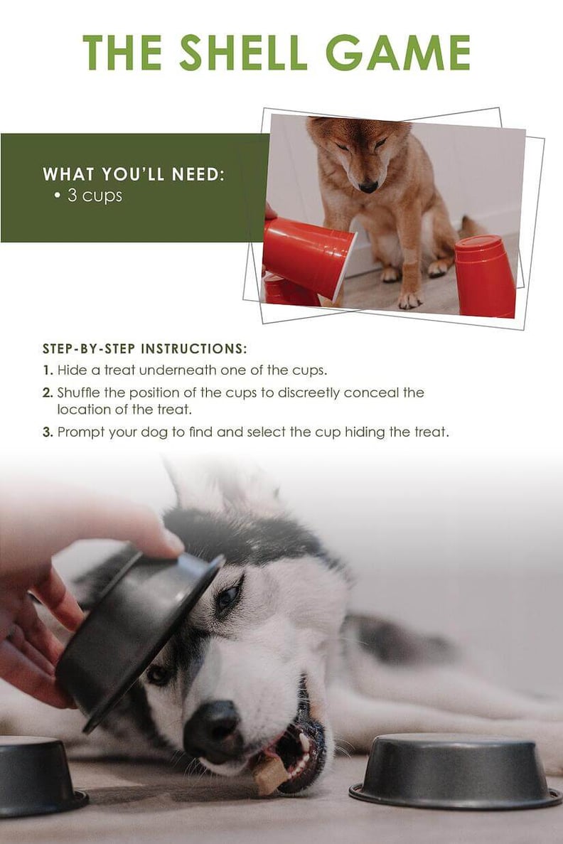 How to Keep Your Dog Busy and Stimulated - Clean Cans