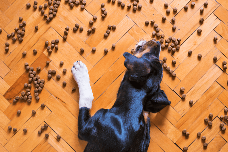 Dog eating kibble off floor