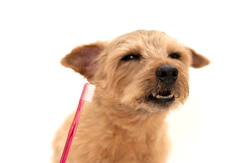 Dog hates toothbrush