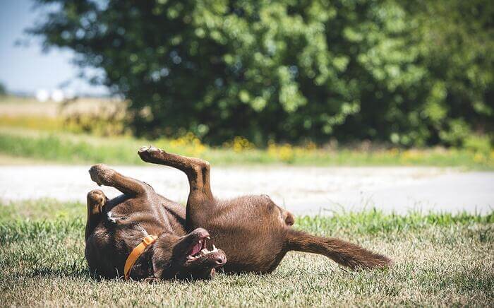 Dog rolling in grass triggering seasonal allergies