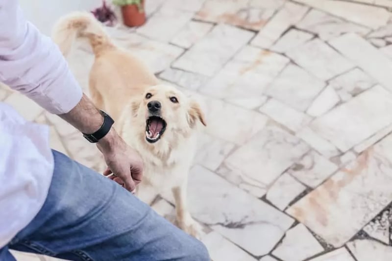 Dog-barking-at-a-stranger-compressed
