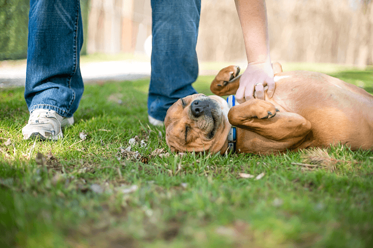 Dog-belly-rub