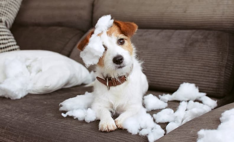 Dog-chewing-up-a-pillow (1)