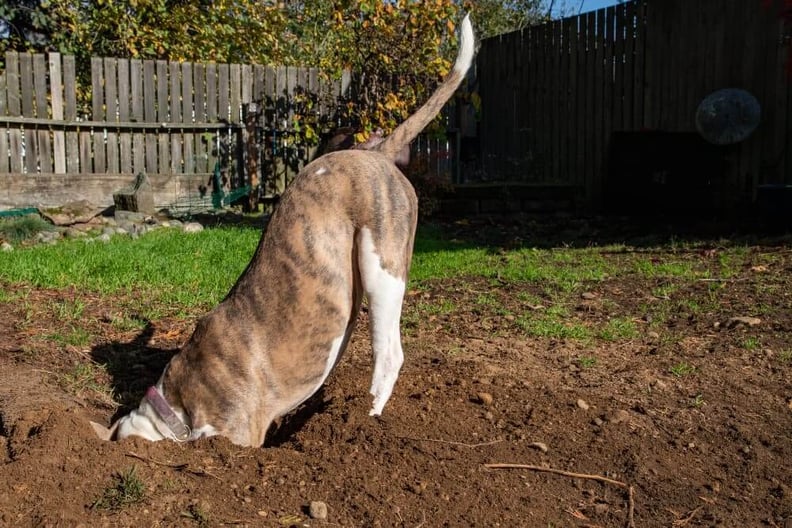 Dog-digging-hole-in-backyard