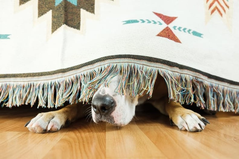 Dog-hiding-under-blanket-compresssed