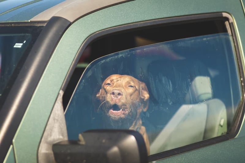 Dog-in-a-hot-car