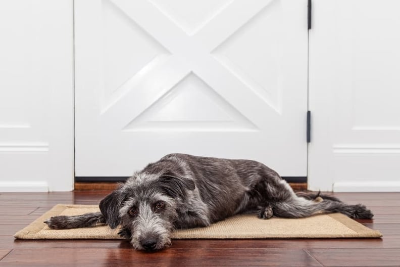 Dog-laying-by-front-door-pouting