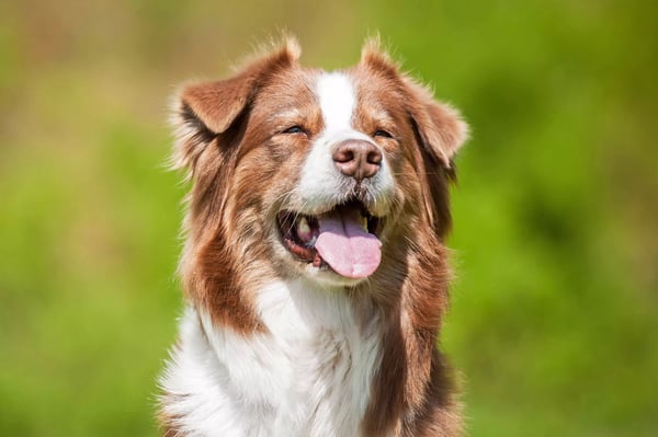 Dog-shiny-coat-smiling