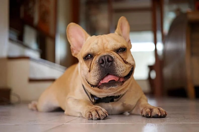 French bulldog smile 