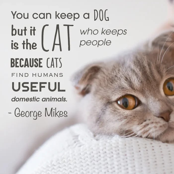 cat funny quotes sayings