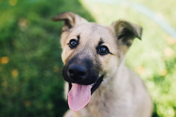 Happy puppy at summer sunny day looking to his owner (1)