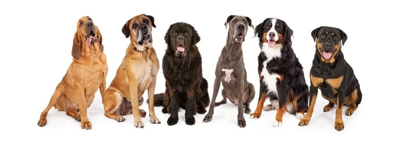 Large-breed-dogs