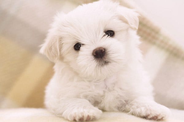 33 Best Hypoallergenic Dogs for Allergy Sufferers - Top Dog Breeds That  Don't Shed