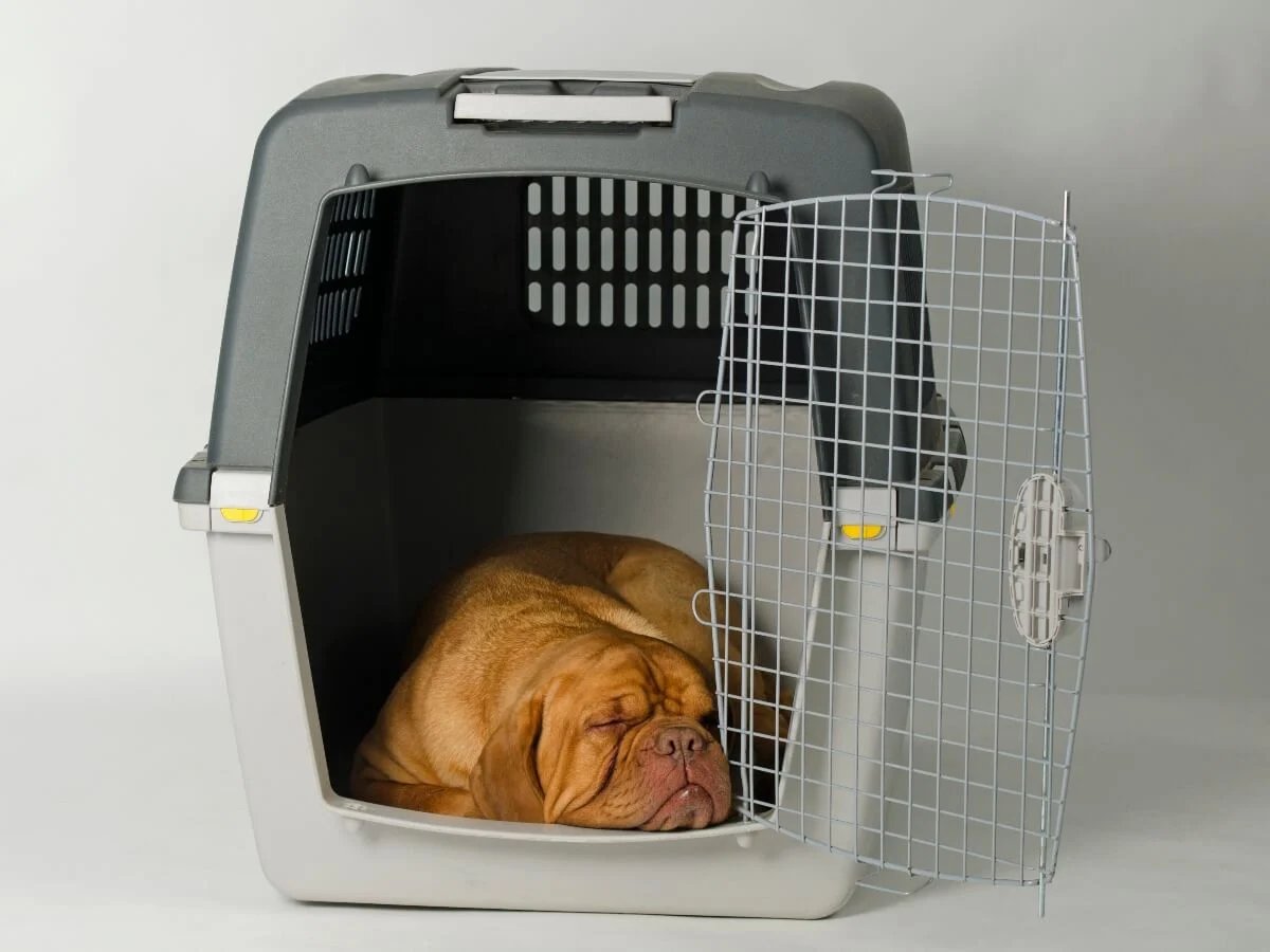 Mastiff-in-kennel