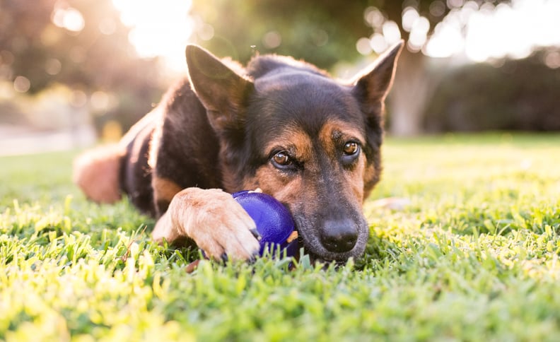 Christmas Gifts for Dogs: What Should I Get My Dog in 2023? · The
