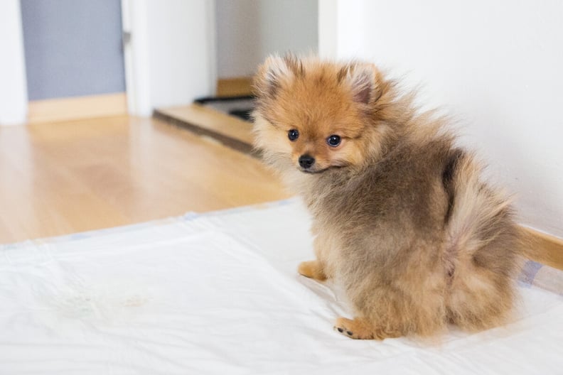 Pomeranian-puppy-using-pee-pad