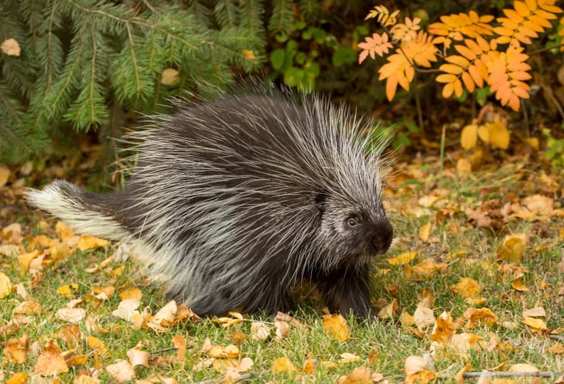 Porcupine-on-grass