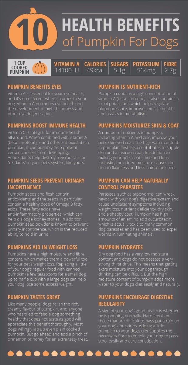 Health Benefits of Pumpkin for Dogs