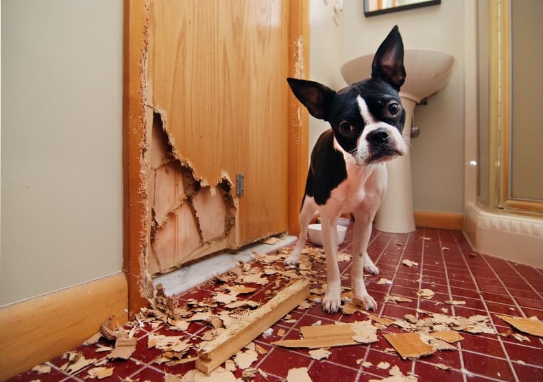 Puppy-chewed-through-wood-door